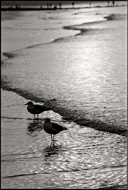 Black and white photo of seagulls on a beach at dusk with reflective waves.