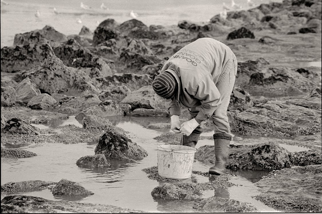 Man Collecting Something on the Beach and Putting It in a Bucket · Free ...