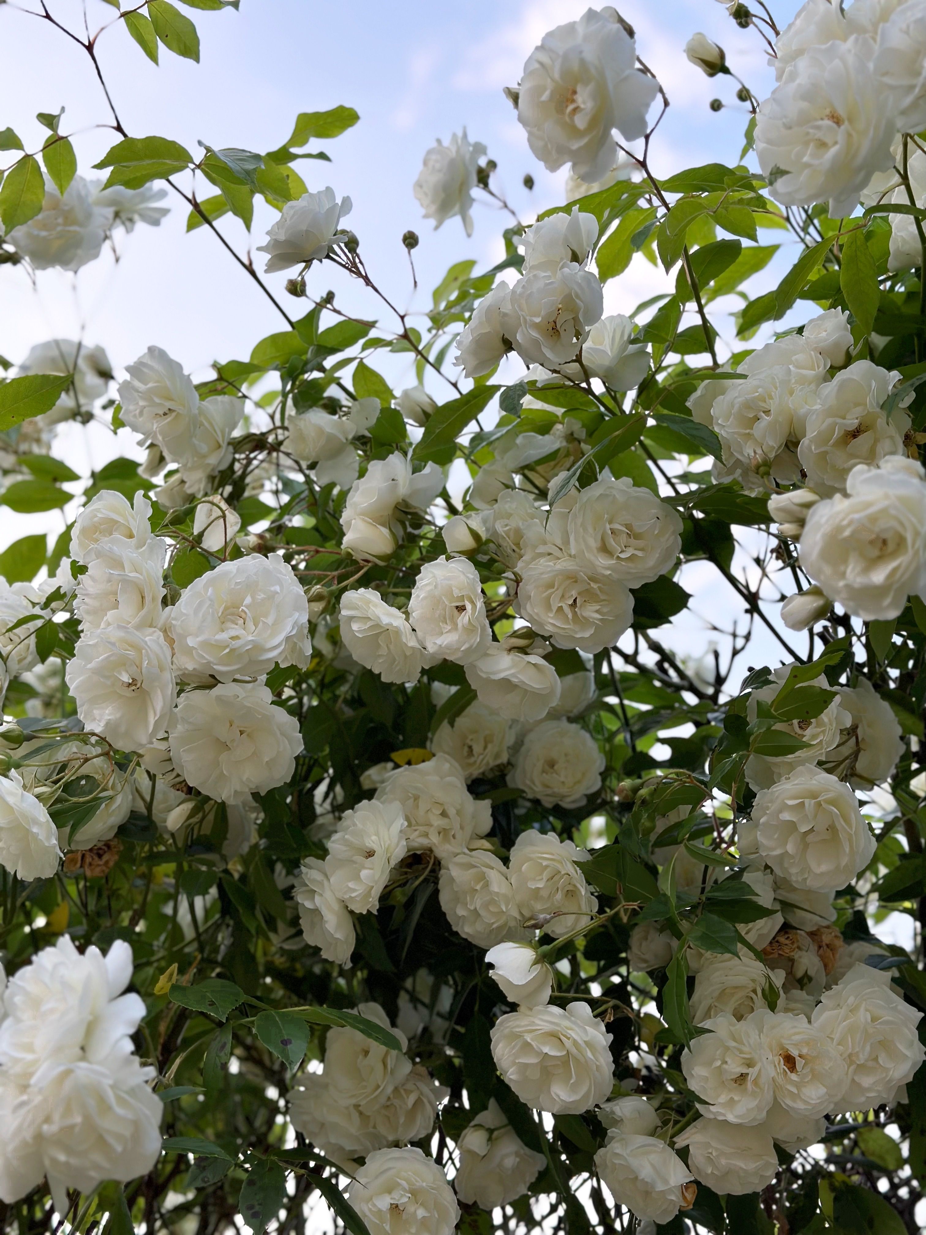 Beautiful White Roses · Free Stock Photo