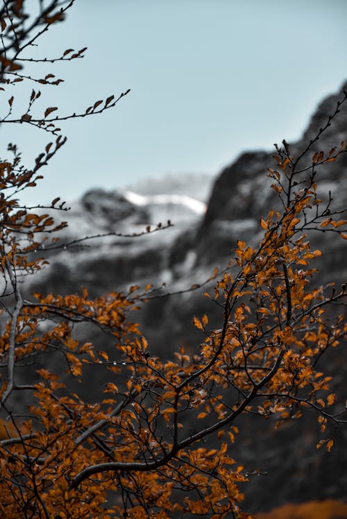 Gratis stockfoto met bladeren, herfst, natuur