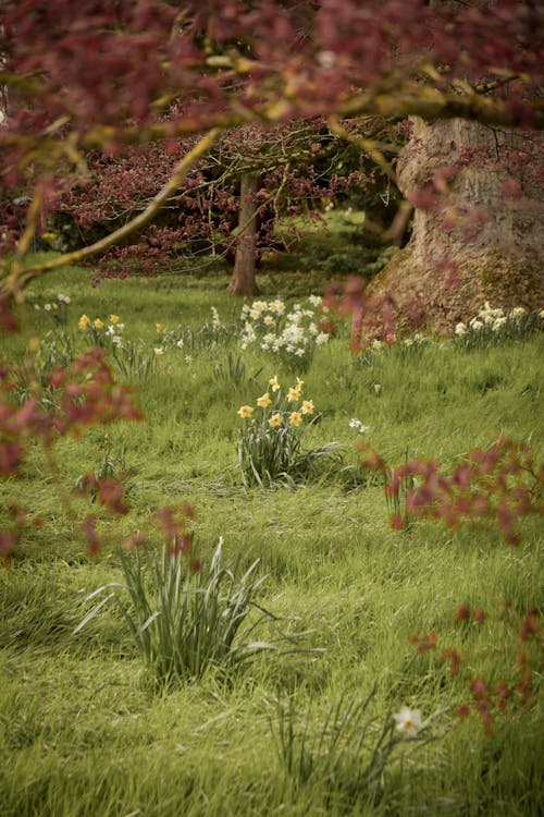 Photos gratuites de arbres, fleurs, herbe