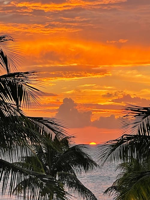 Free stock photo of clouds, palm trees, sky