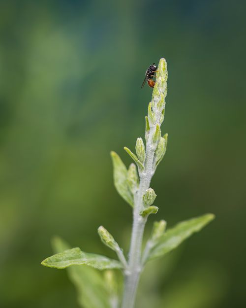 Free Close-up of a wasp sitting on a sage plant outdoors with a blurred green background. Stock Photo