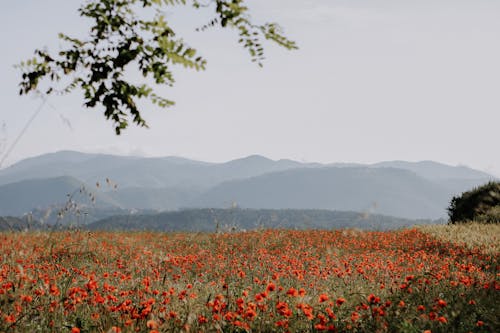 Fotobanka s bezplatnými fotkami na tému červené kvety, dedinský, hracie pole