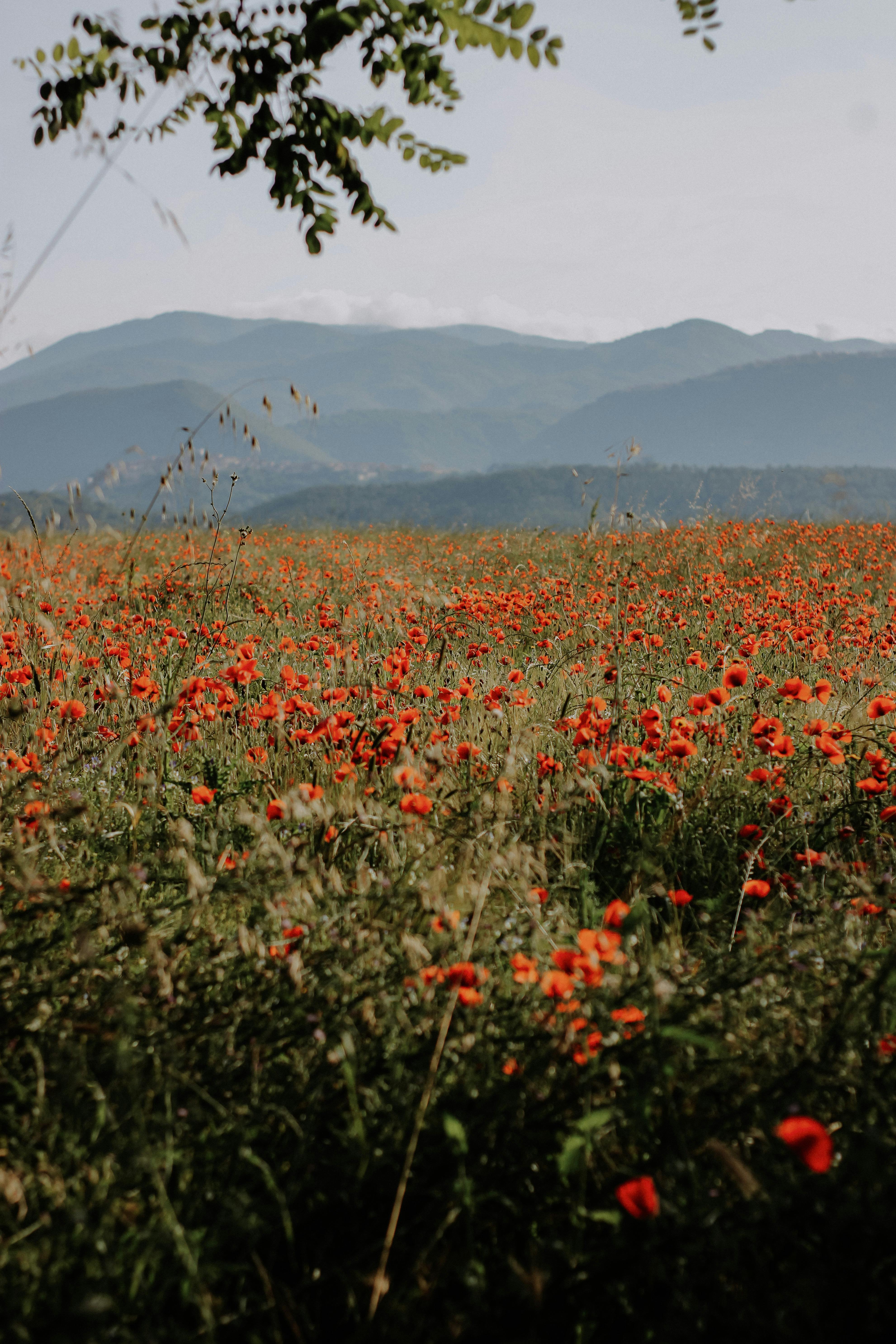 Beautiful red poppy field set against distant mountains under a clear sky.