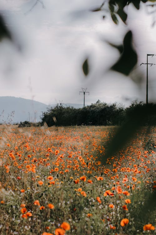 View of a Poppy Field in the Countryside 