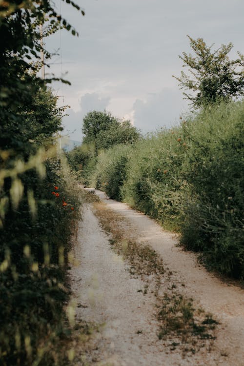 Kostenloses Stock Foto zu außerorts, feldweg, natur