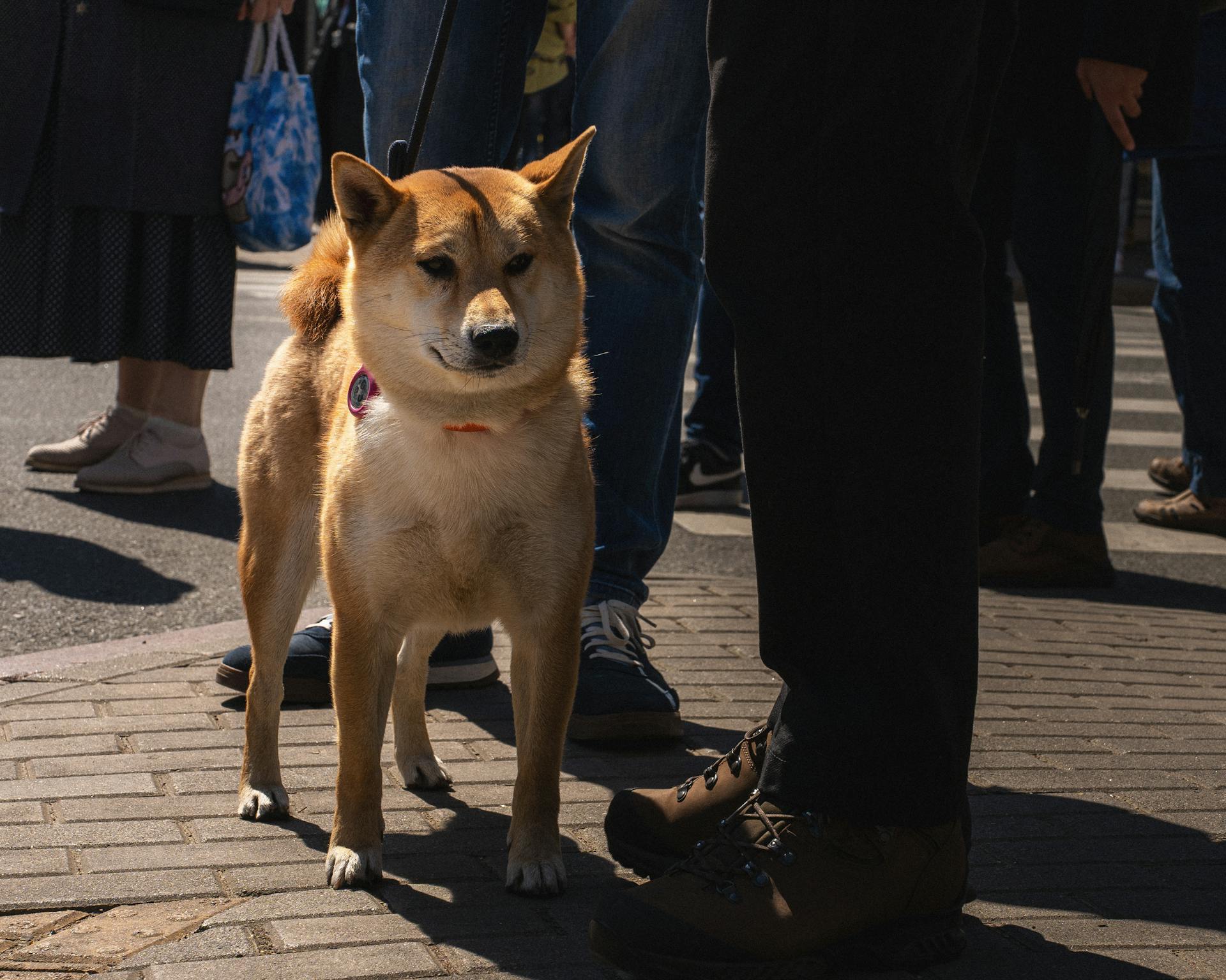 Dog and Legs