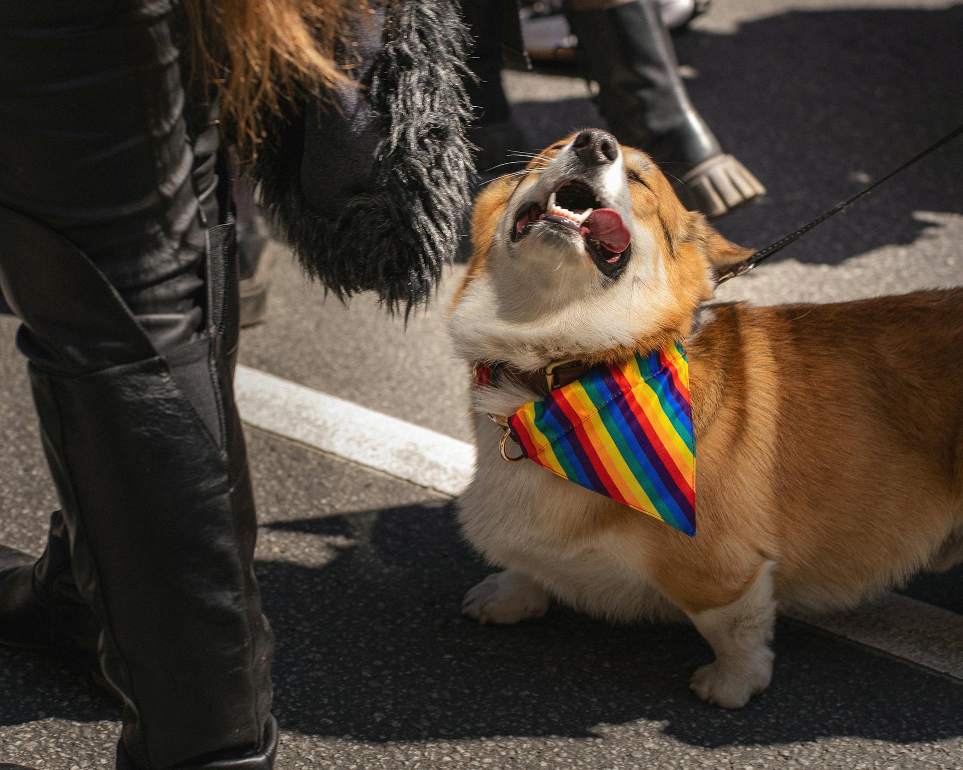 Dog on Leash