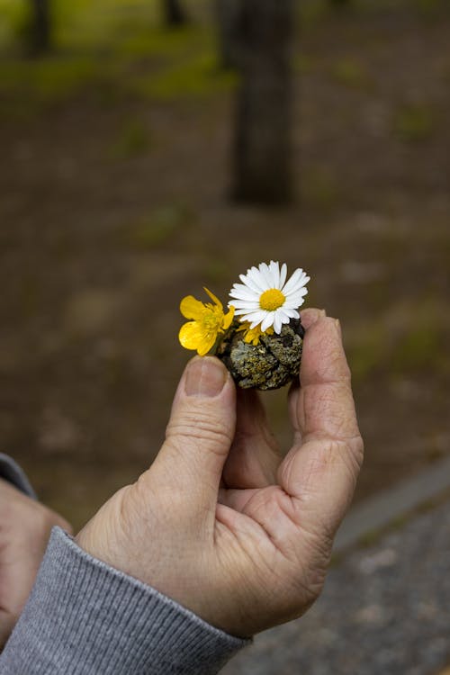 Close-up of a Person Holding Two Little Flowers