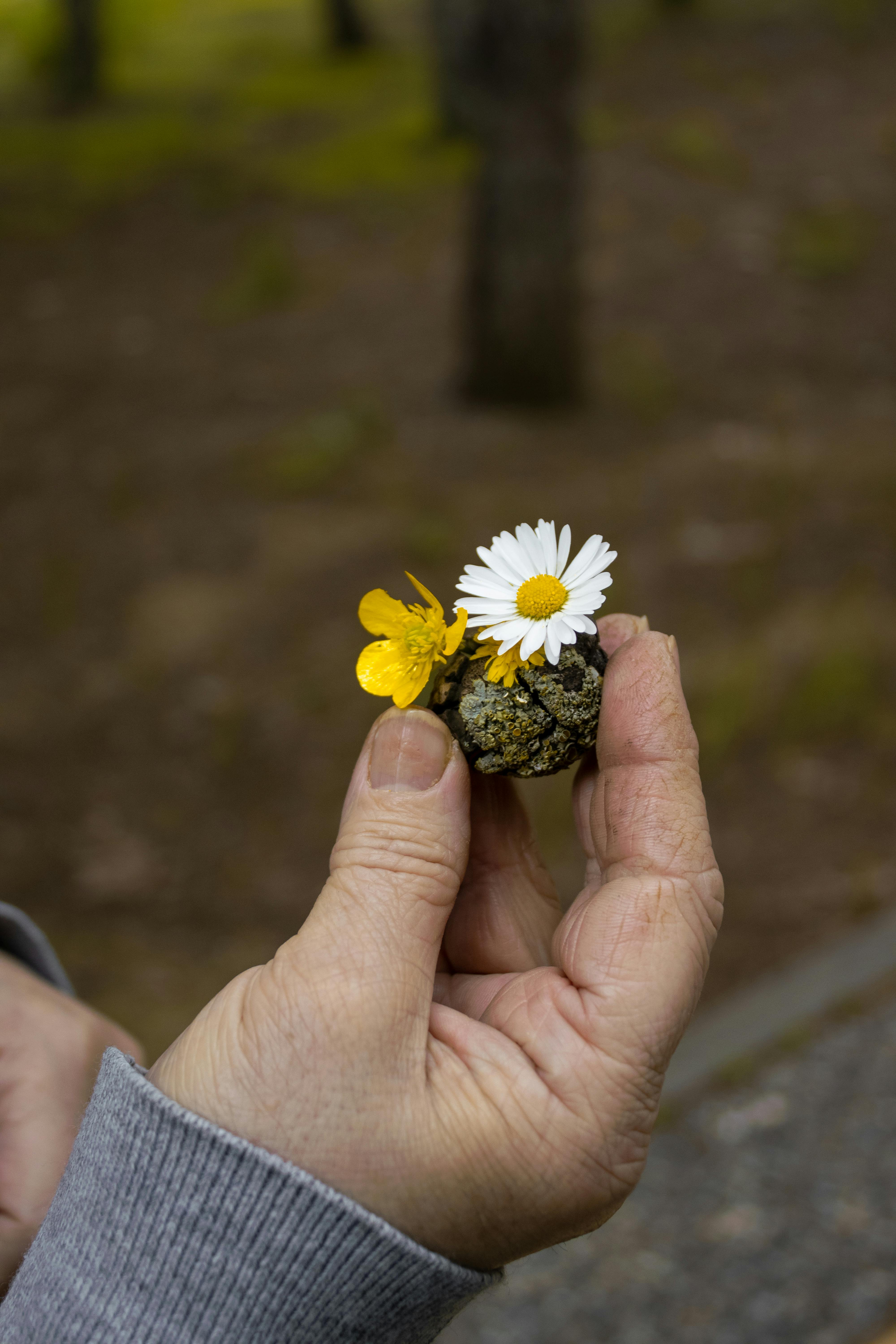 Person Holding White Flower and Brown · Free Photo