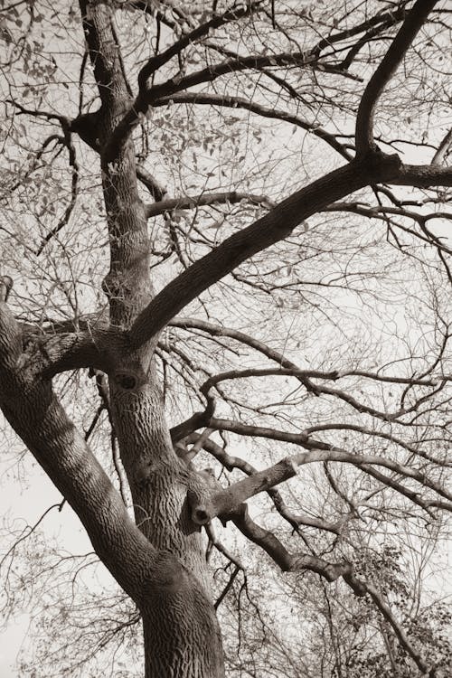 Black and White Photo of Tree Crown
