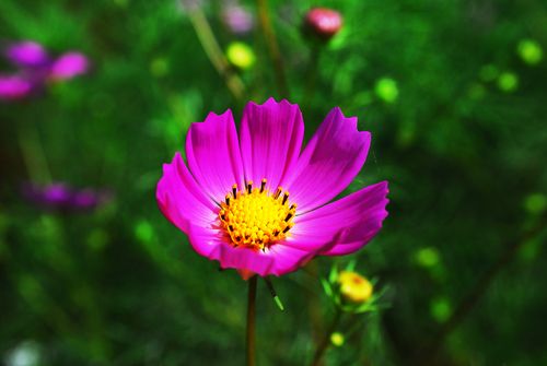 Free Stunning close-up of a pink cosmos flower with a vivid yellow center, captured outdoors with a blurred green background. Stock Photo