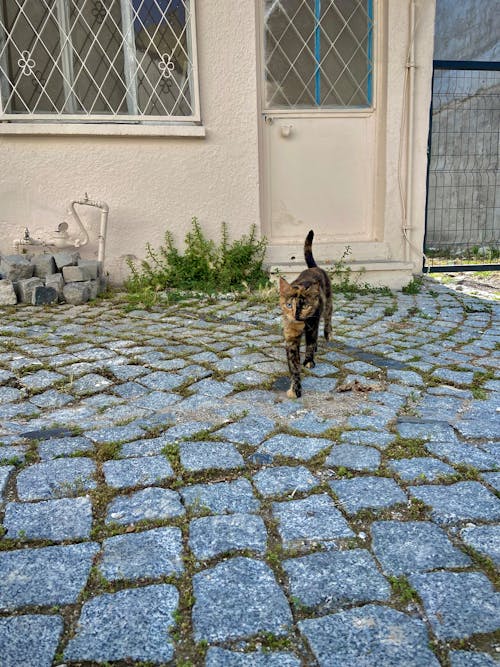 Cat in front of Doors