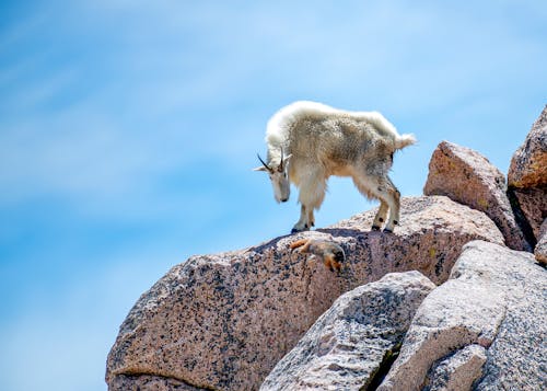 Free Rocky Mountain Goat Climbing on Rocks Stock Photo