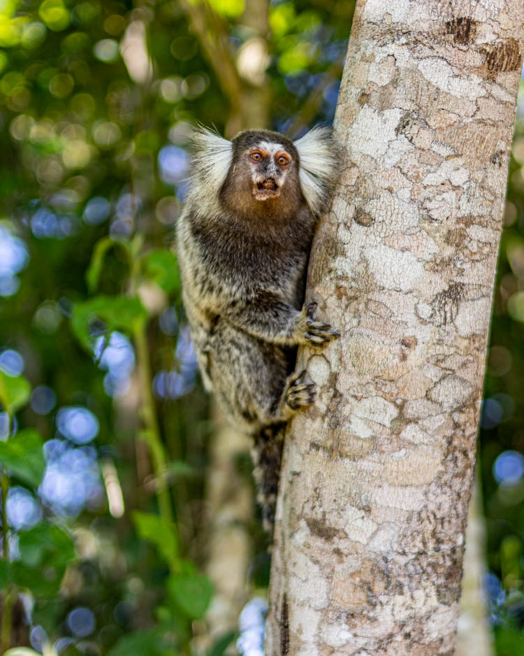 Small Monkey On Tree