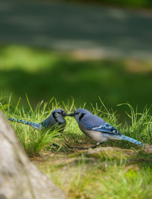Foto stok gratis burung-burung, fokus selektif, fotografi binatang