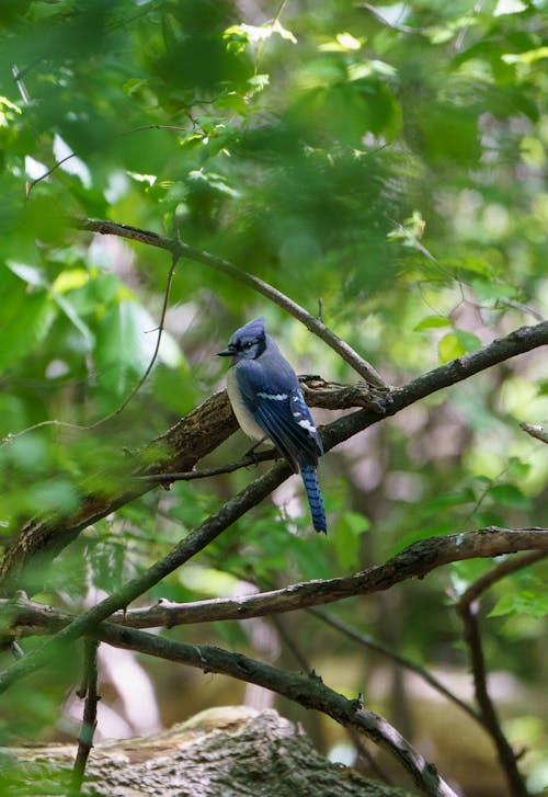 Blue Jay on Branch