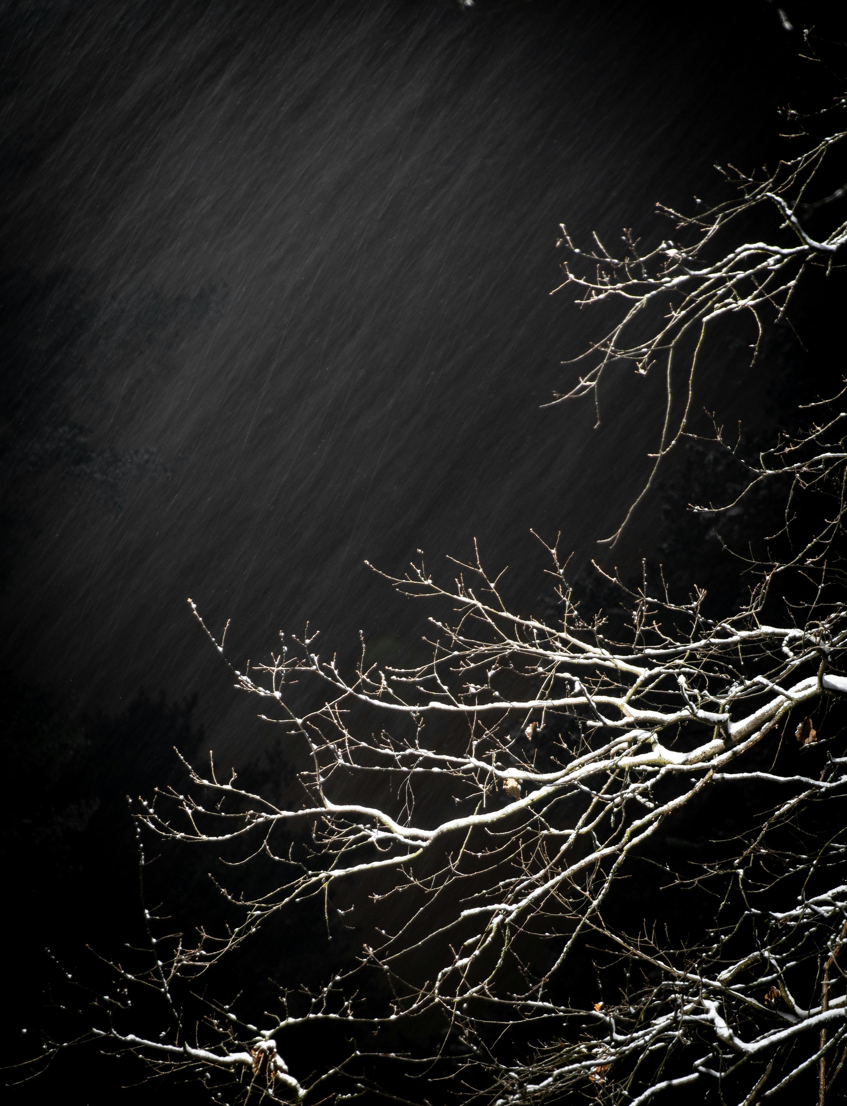 夜色诡异，白雪覆盖的树枝在黑暗的天空中勾勒出轮廓