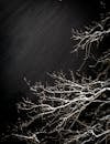 夜色诡异，白雪覆盖的树枝在黑暗的天空中勾勒出轮廓