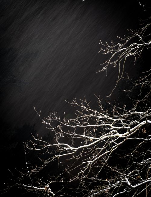 Free Eerie night scene with snow-covered branches silhouetted against a dark sky. Stock Photo