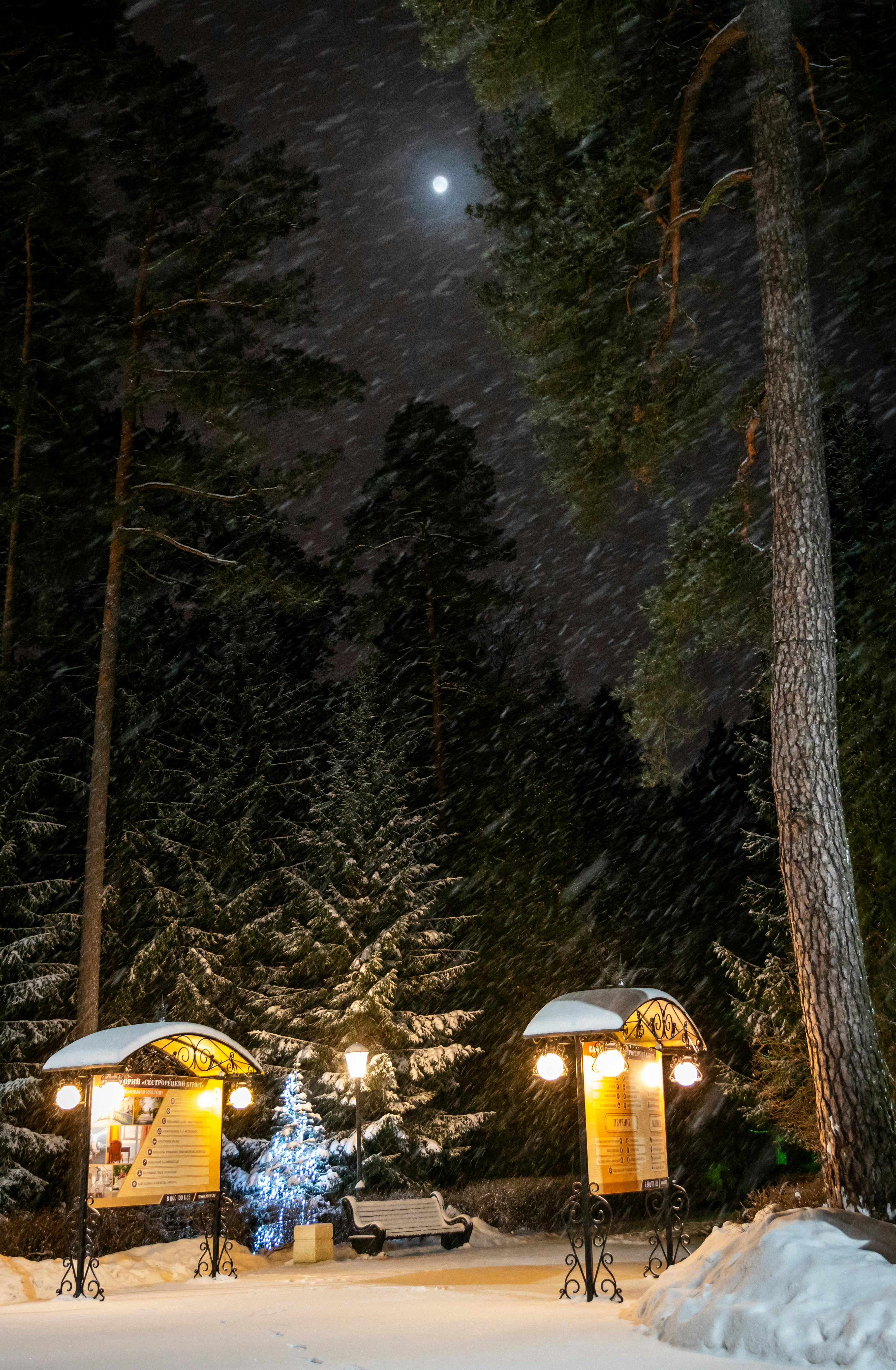 A serene winter scene in a forest with snow, lights, and a bench at night.
