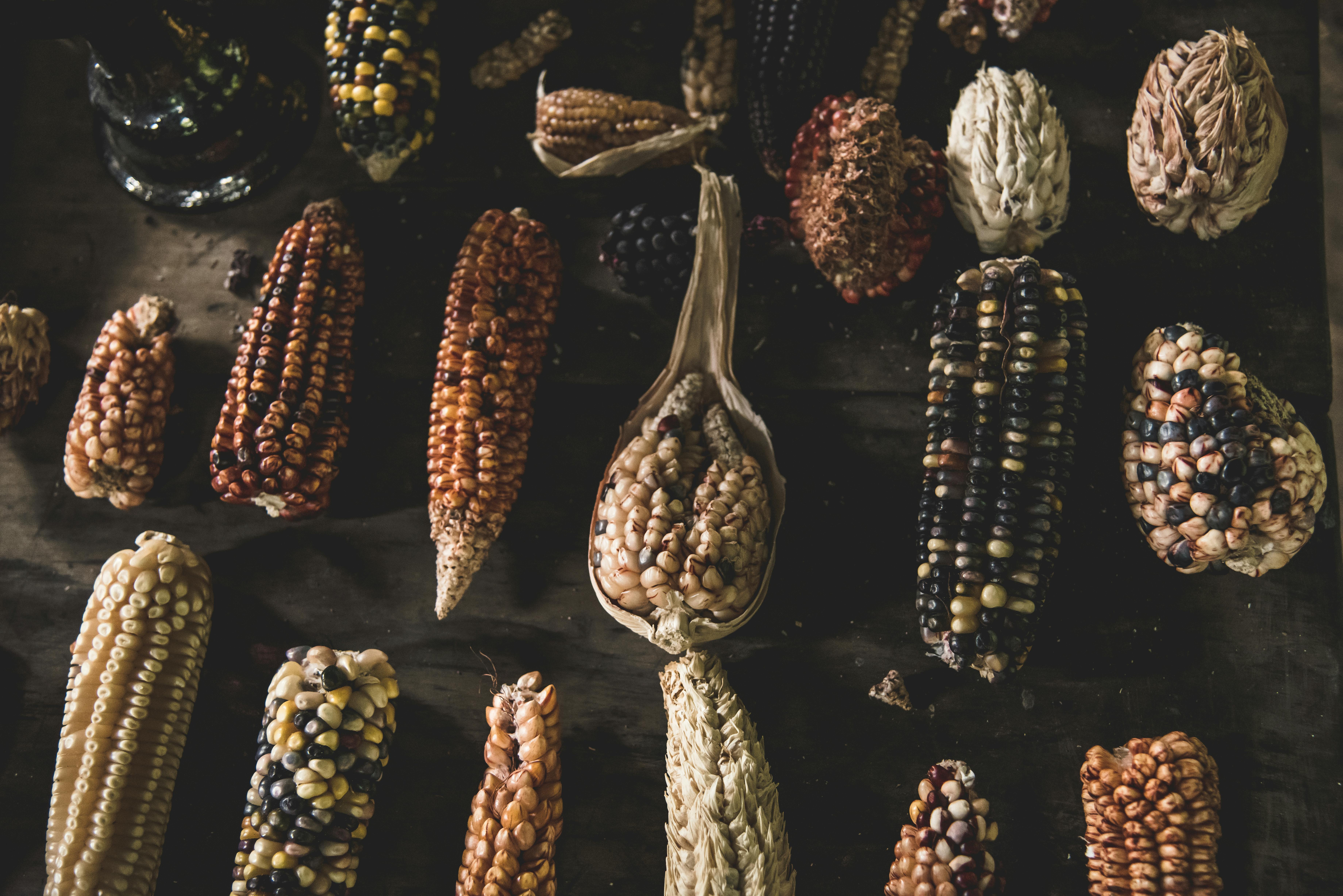 Assorted colorful corn varieties displayed on a rustic wooden table, showcasing diversity.