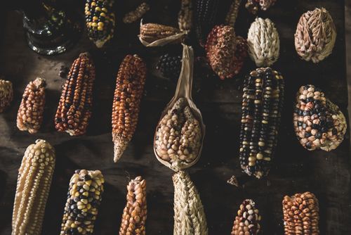 Free Assorted colorful corn varieties displayed on a rustic wooden table, showcasing diversity. Stock Photo
