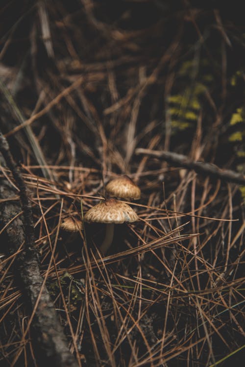 Photos gratuites de champignons, frais, mise au point sélective