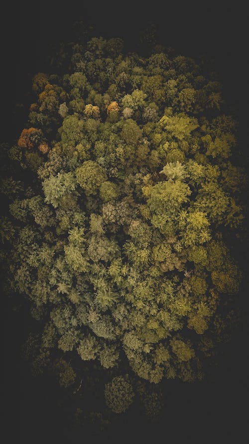 Foto d'estoc gratuïta de arbres, bosc, foto des d'un dron