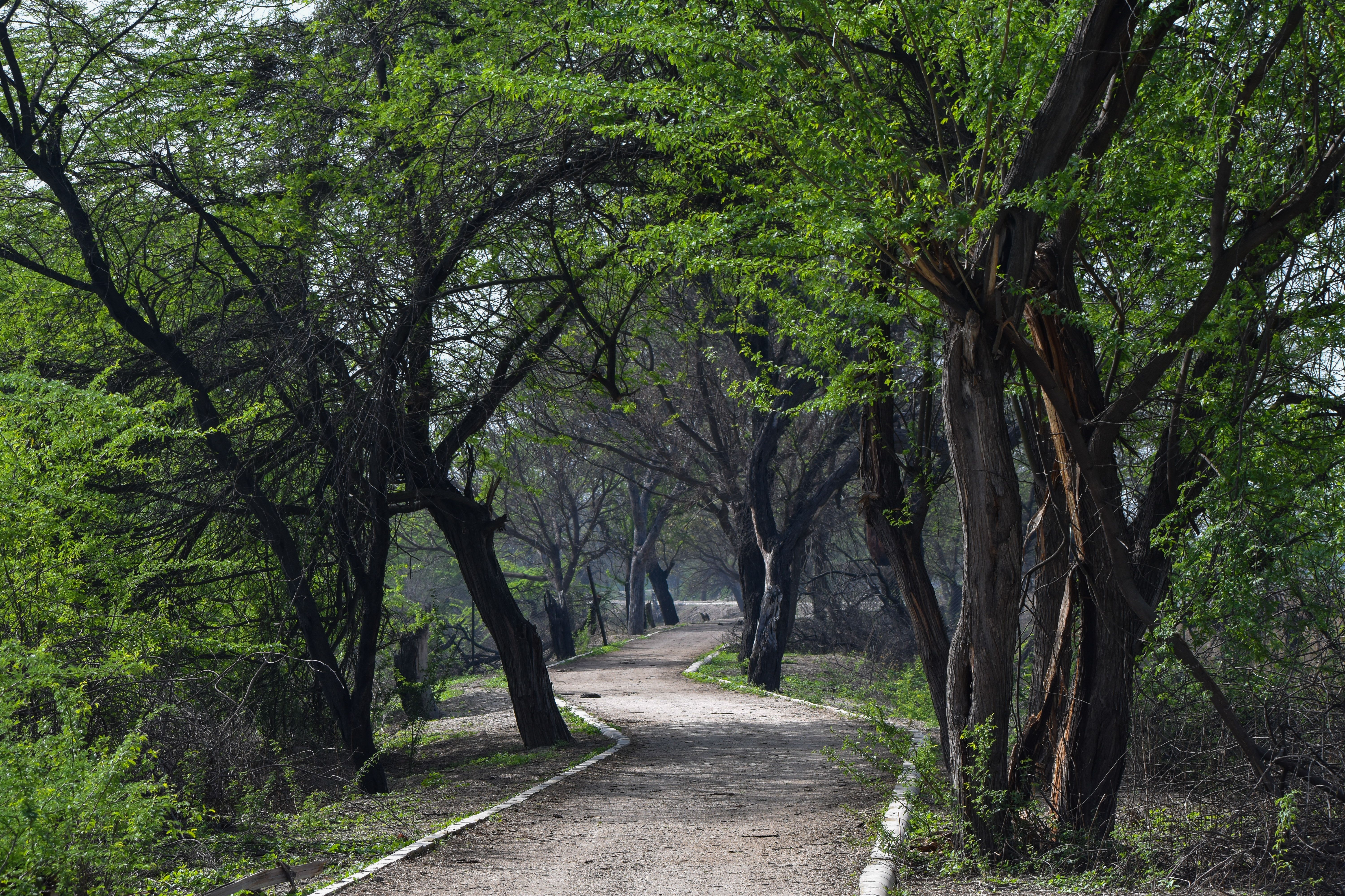 Trail through Aravalli Biodiversity Park