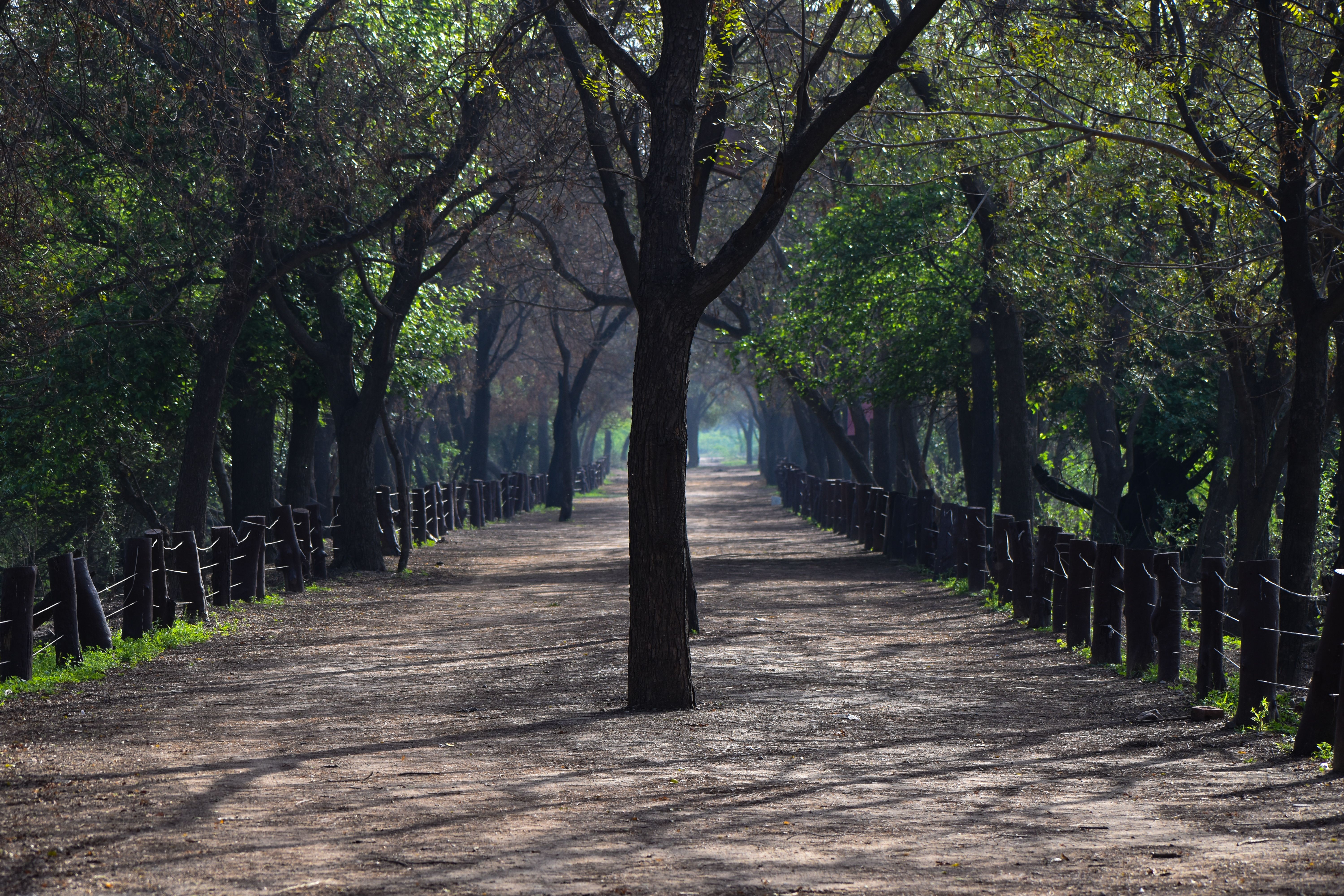 Walking trail through the Aravalli Biodiversity Park with kikar trees