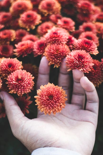 Close-up of a hand touching vibrant orange flowers in full bloom.