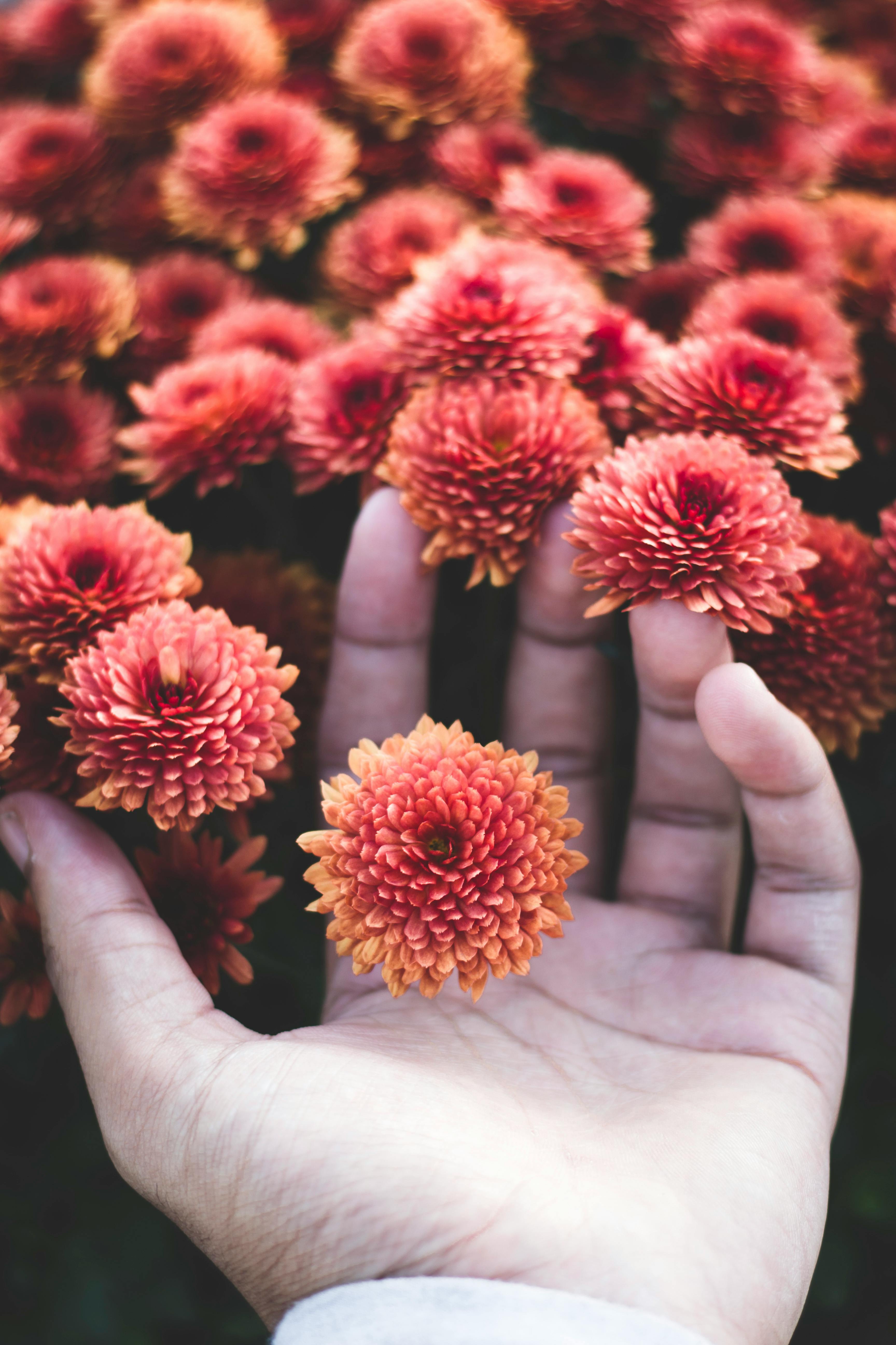 Photo of Person Holding Flowers · Free Stock Photo