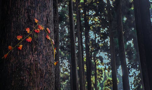 Leaves in Forest