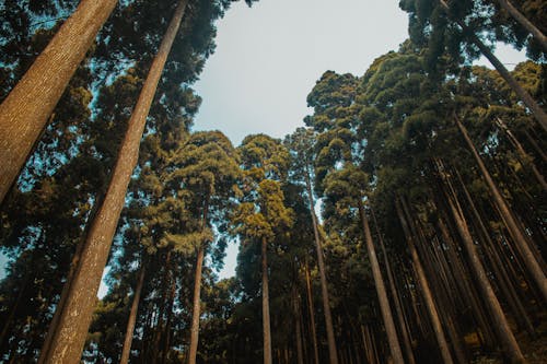 Free stock photo of 4k wallpaper, canopy, dark forest