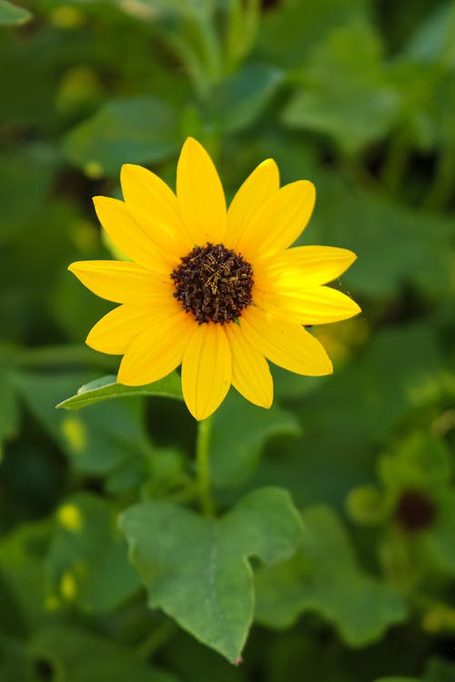 Imagine de stoc gratuită din a închide, floarea-soarelui, focalizare selectivă