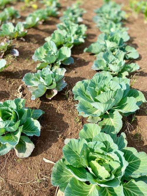 Free Close-up of green cabbage plants cultivated in a sunlit field. Stock Photo