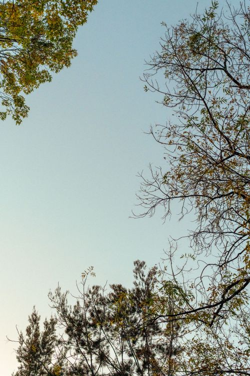 Free Tranquil sky view framed by autumn trees, capturing nature's serene beauty. Stock Photo