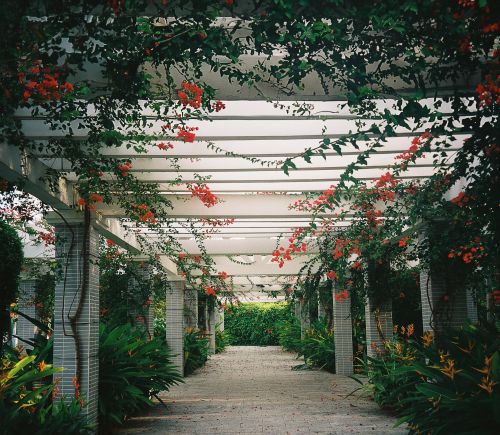 Free A beautiful pergola with vibrant red flowers in Can Tho, Vietnam's lush garden setting. Stock Photo