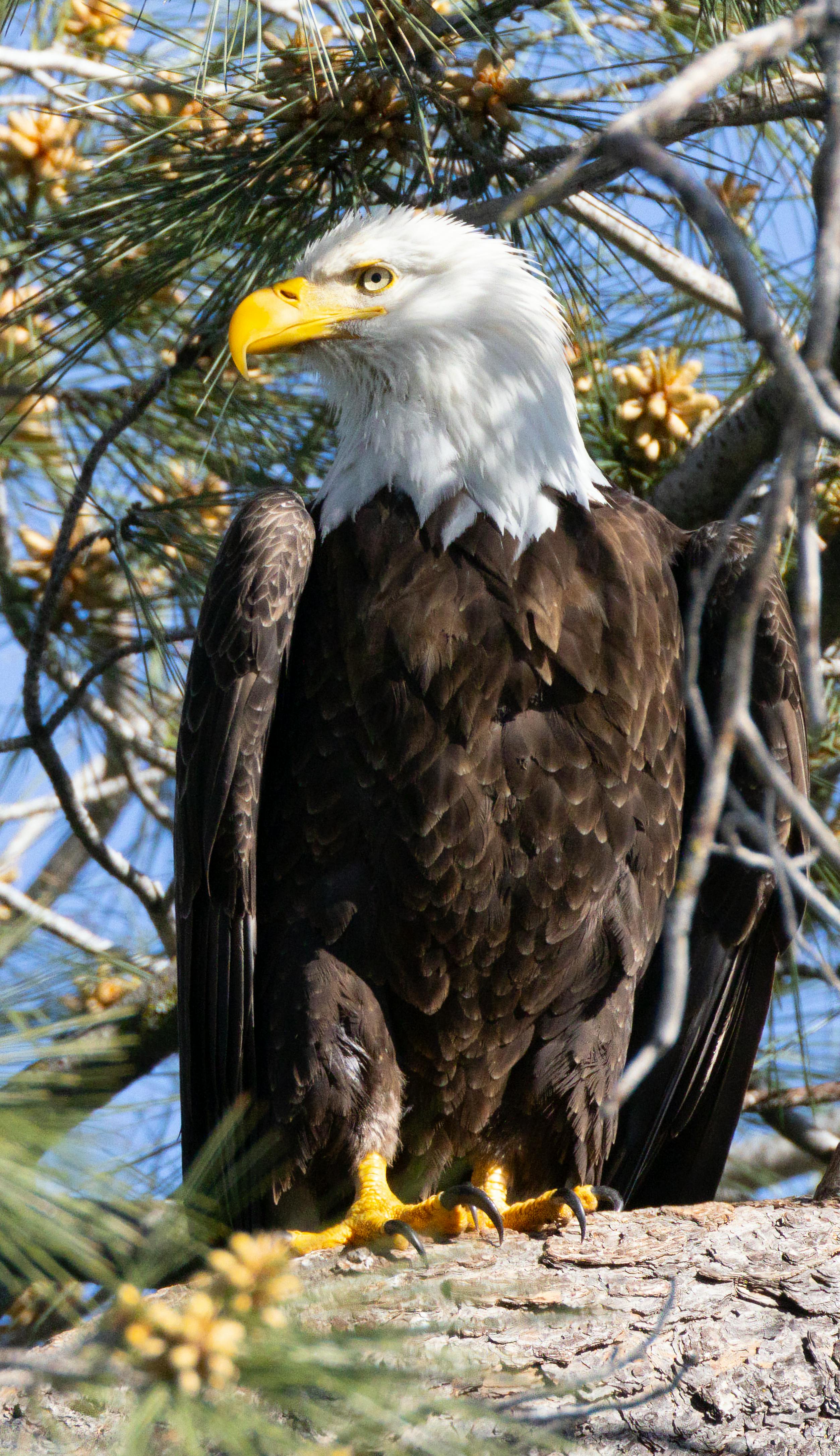 Close Up Of Bald Eagle · Free Stock Photo