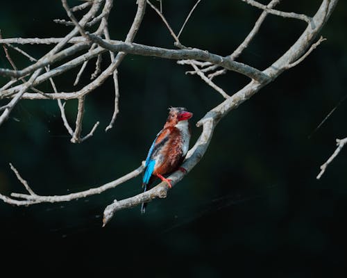 Small Bird in Nature