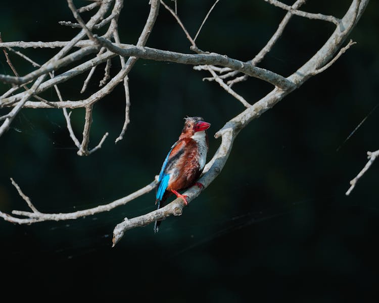 Small Bird In Nature