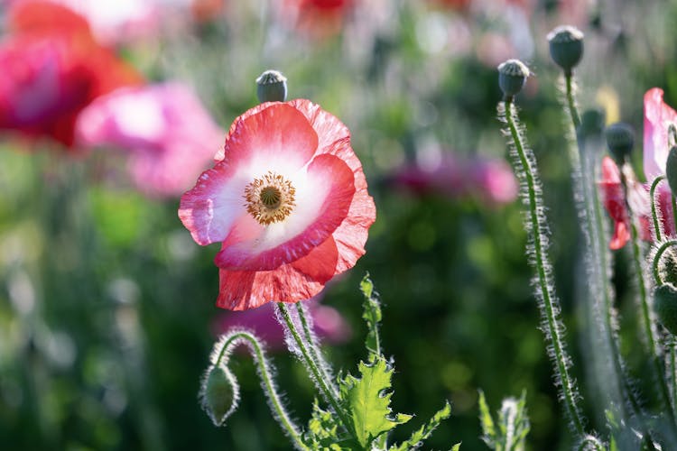 Close-up Of A Poppy Flower 