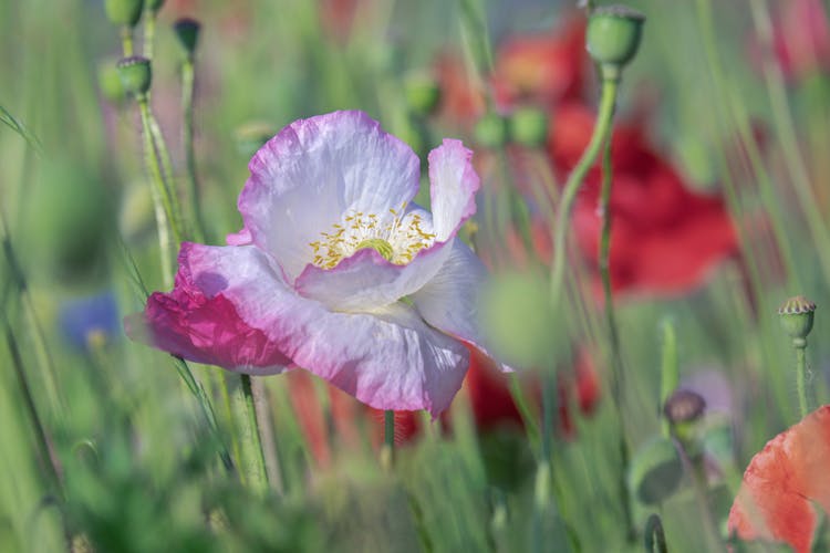 Opium Poppy Flower