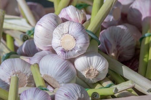 Close up of Garlic