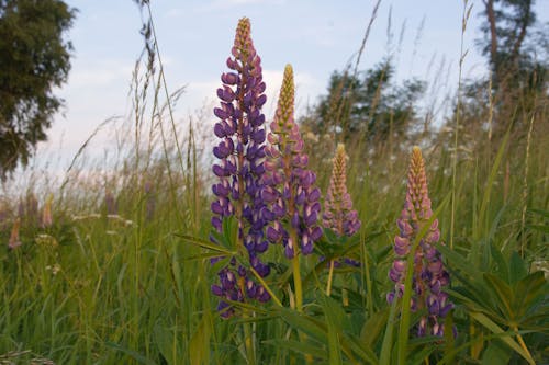 Immagine gratuita di campagna, fiori selvatici, fiori su un prato