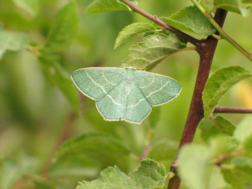 Close-up of a Green Moth