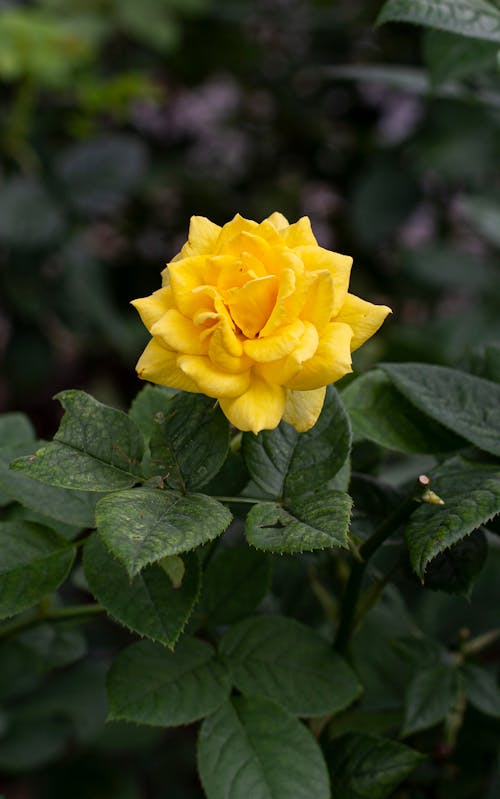 Close-up of a Yellow Rose 