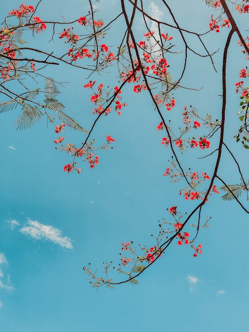 Tree Branches in Blossom and Blue Sky 